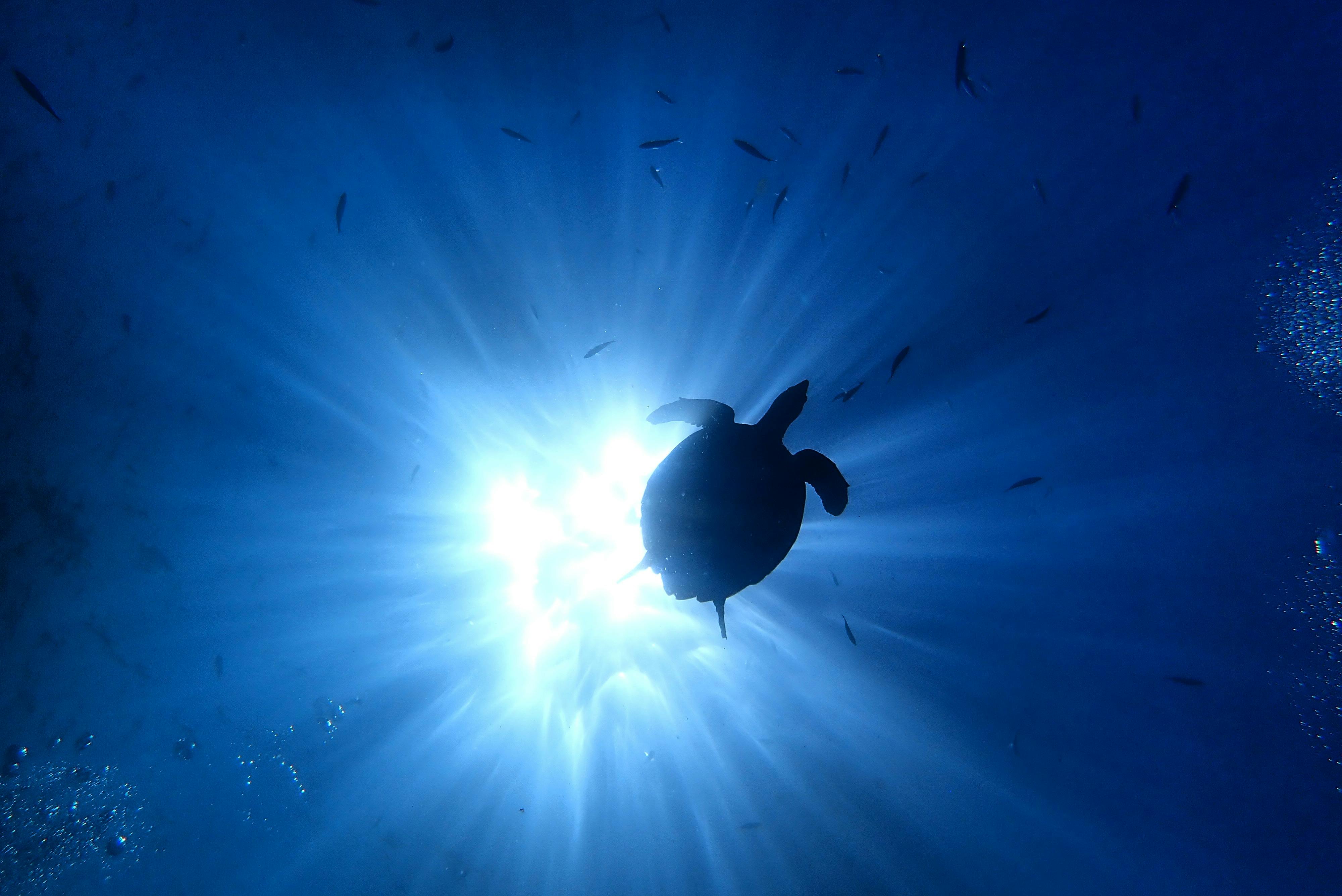 Scuba diving in the Andaman Islands
