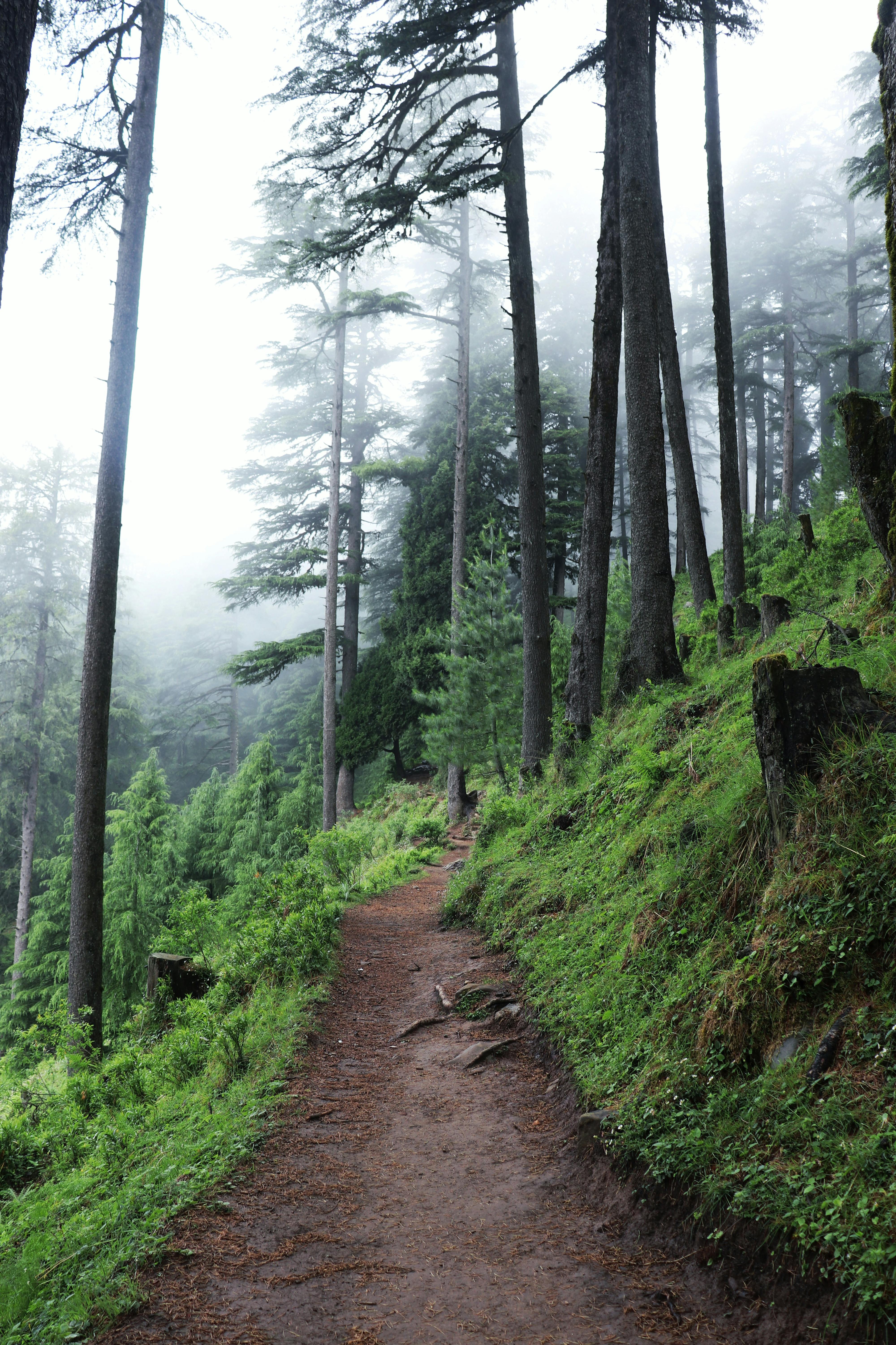 Lush green valley in Dehradun